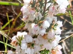 Erica mauritanica white flowers, straight leaves